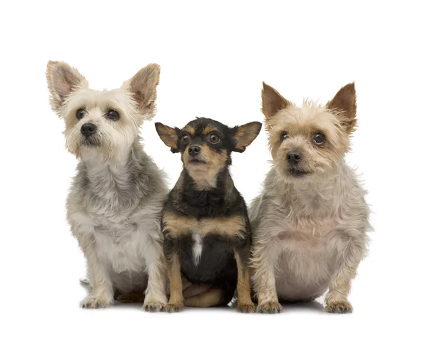 Yorkshire Terrier und Chihuahua — Stockfoto