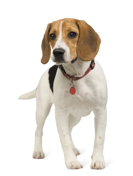 Beagle (8 miesięcy) — Zdjęcie stockowe