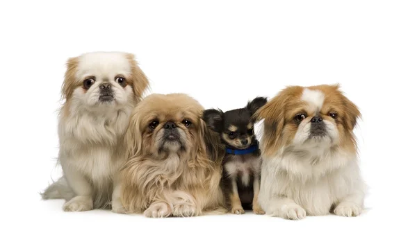 Três Pekingeses e um Chihuahua — Fotografia de Stock