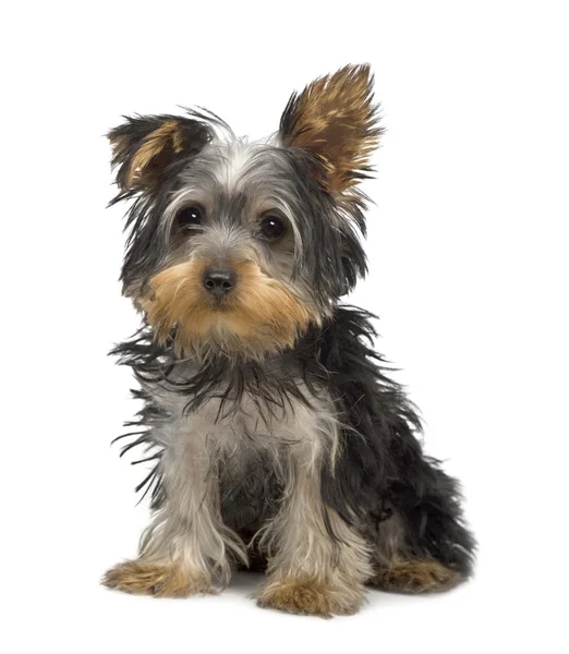 Yorkshire Terrier puppy (3 months) — Stock Photo, Image