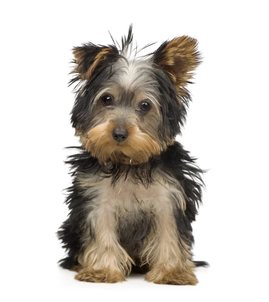 Yorkshire Terrier (3 months) — Stock Photo, Image