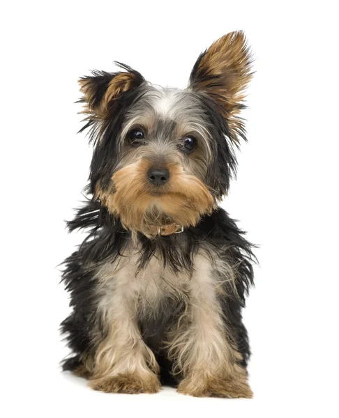 Yorkshire Terrier (3 months) — Stock Photo, Image
