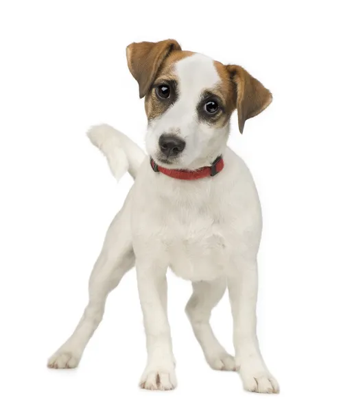 Jack russell (5 months) — Stock Photo, Image