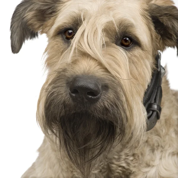 Bouvier des Flandres