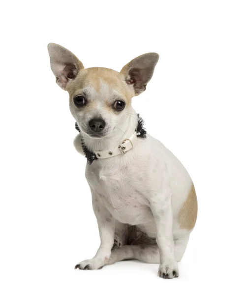 Chihuahua (6 meses ) — Fotografia de Stock