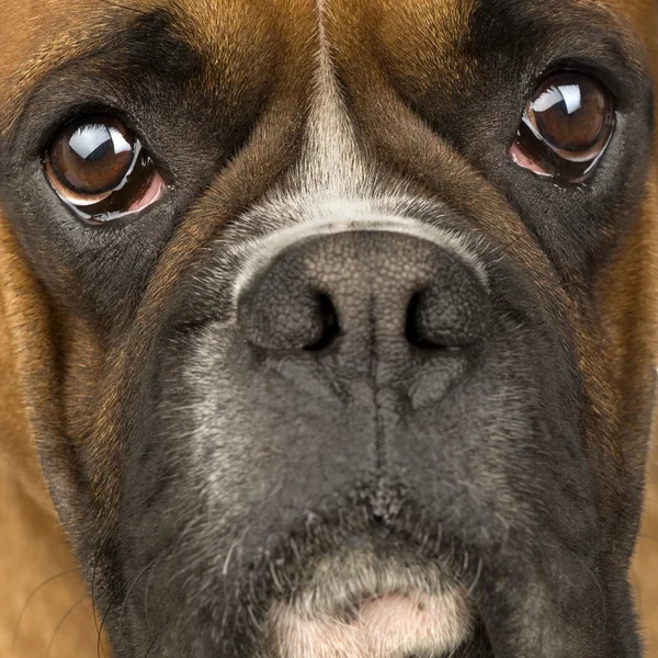 Boxer () — Stock fotografie