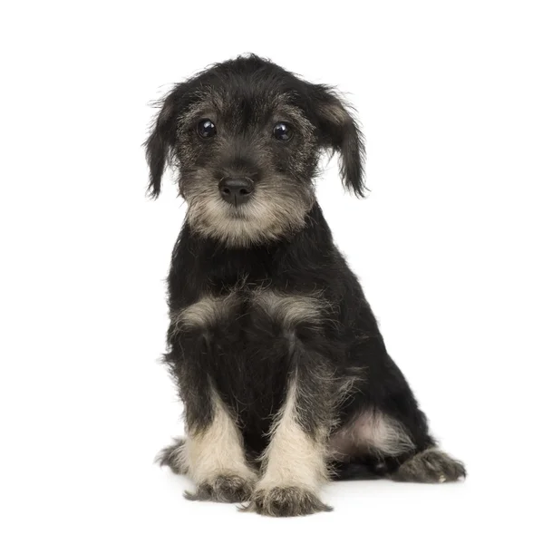 Standard Schnauzer puppy (10 weeks) — Stock Photo, Image