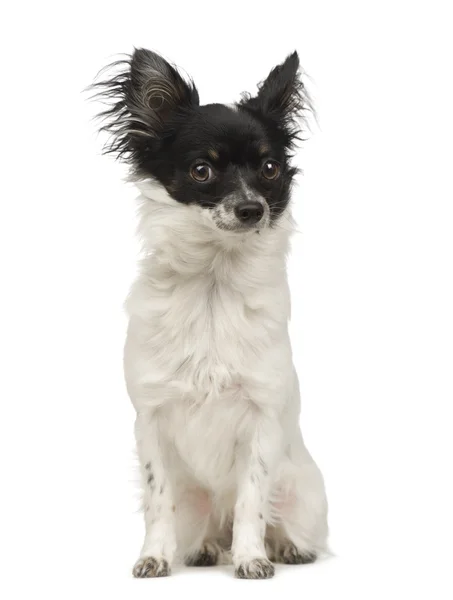 Chihuahua dai capelli lunghi (9 mesi ) — Foto Stock