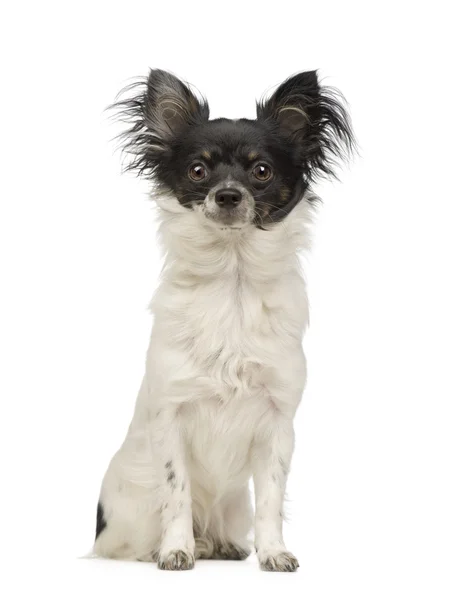 Chihuahua dai capelli lunghi (9 mesi ) — Foto Stock
