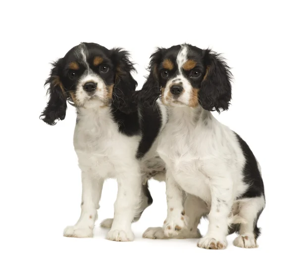 Puppies Cavalier King Charles Spaniel (3 maanden) — Stockfoto