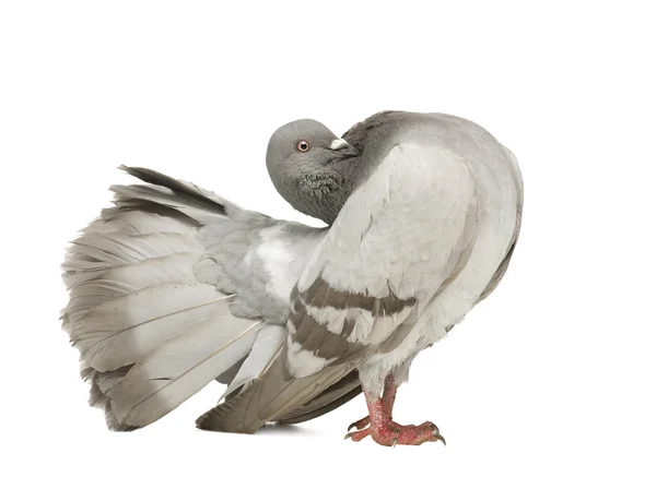 Pigeon des rochers - Columba livia — Photo