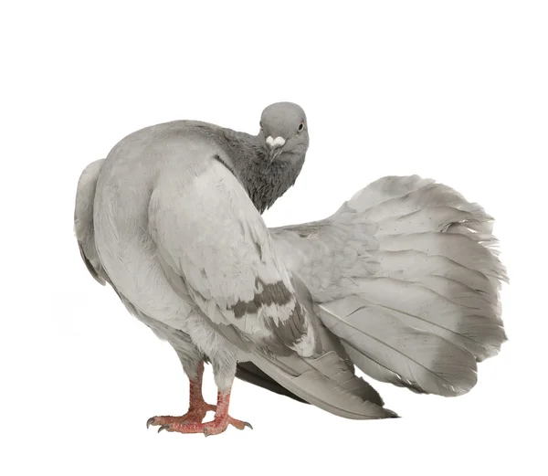 Rock Pigeon - Columba livia — Stock Photo, Image