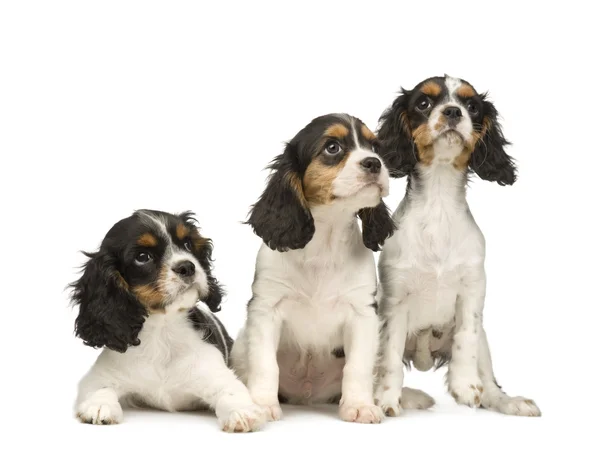 Cavalier King Charles Spaniel (3 months) — Stock Photo, Image