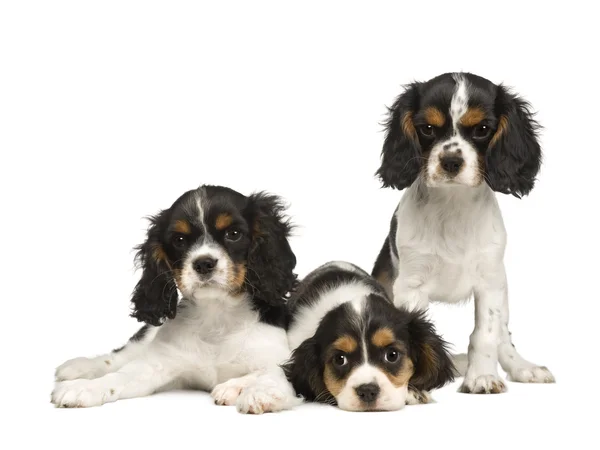 Puppies Cavalier King Charles Spaniel (3 months) — Stock Photo, Image