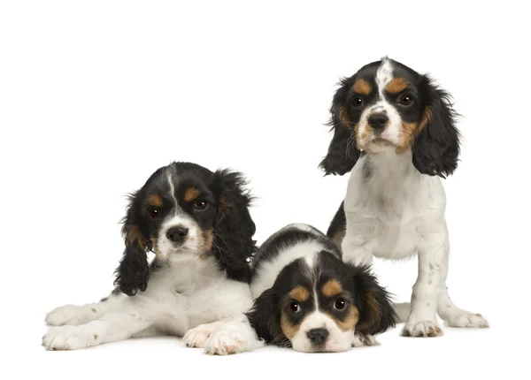 Puppies Cavalier King Charles Spaniel (3 months) — Stock Photo, Image