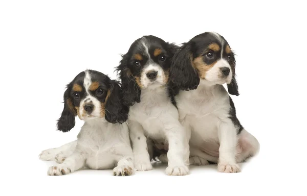 Cavalier King Charles Spaniel (3 months) — Stock Photo, Image