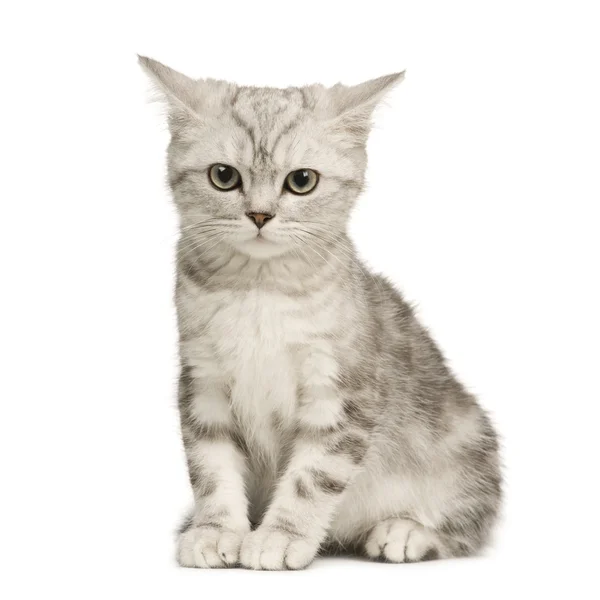 Sibirisk katt (12 veckor) — Stockfoto