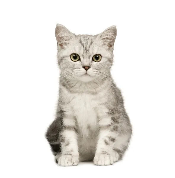 Szibériai macska (12 hét) — Stock Fotó