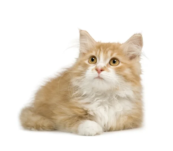 Gato siberiano (12 semanas ) — Foto de Stock