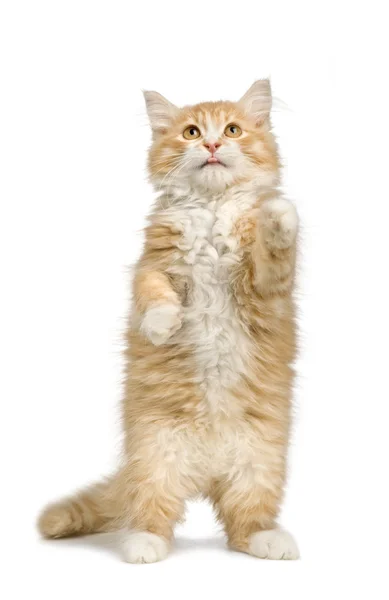 Γάτα Σιβηρίας (12 εβδομάδες) — Φωτογραφία Αρχείου