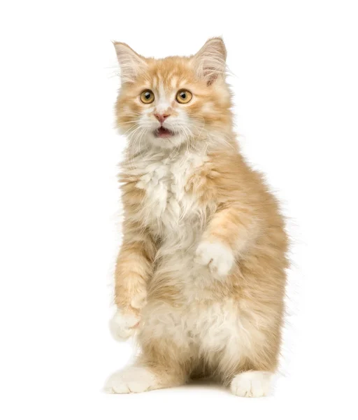 Сибірський кіт (12 тижнів) — стокове фото