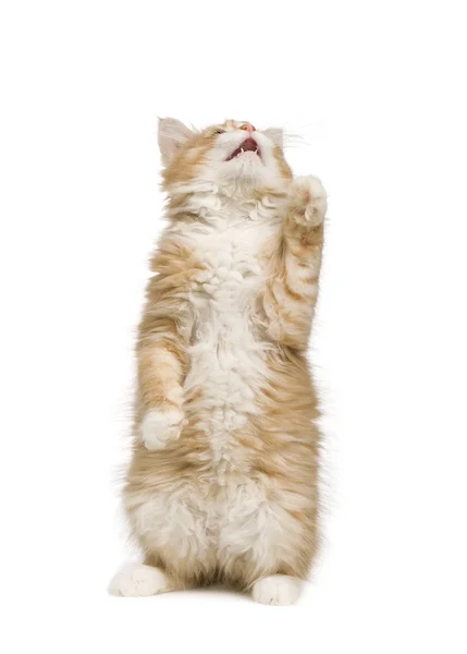 Sibiřská kočka (12 týdnů) — Stock fotografie