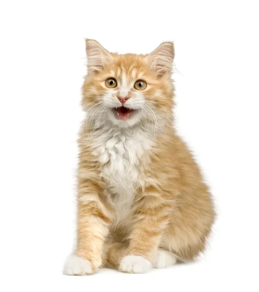 Сибирский кот (12 недель ) — стоковое фото