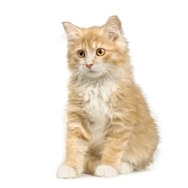 シベリア猫 (12 週間) — ストック写真