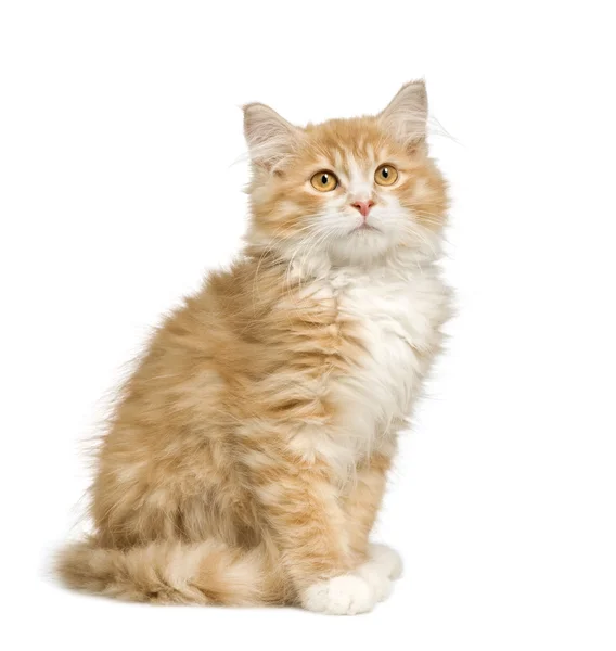 Sibirische Katze (12 Wochen)) — Stockfoto