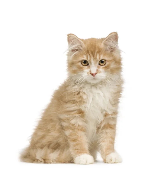 西伯利亚猫 (12 周) — 图库照片