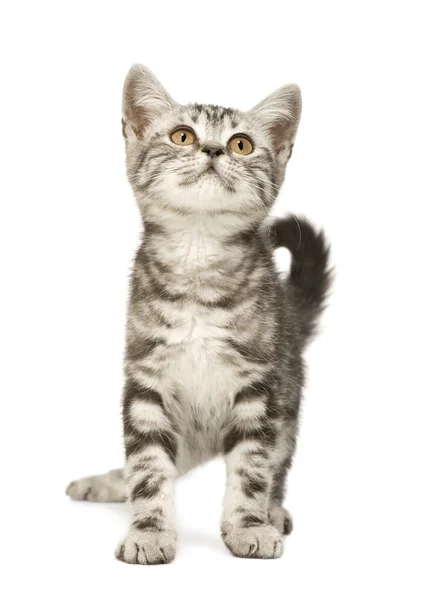 Gato siberiano (12 semanas ) —  Fotos de Stock