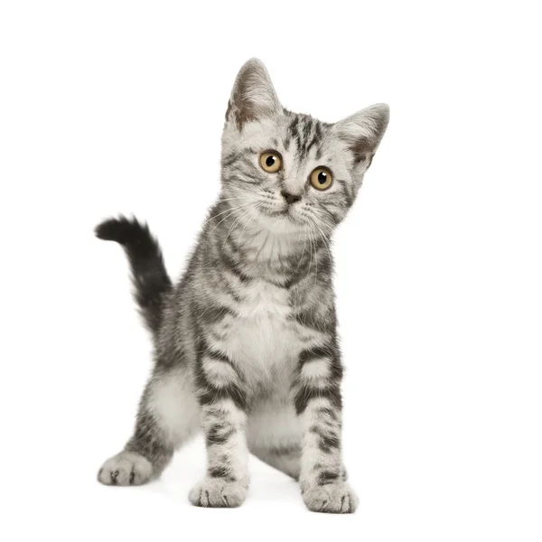 साइबेरियाई बिल्ली (12 सप्ताह ) — स्टॉक फ़ोटो, इमेज