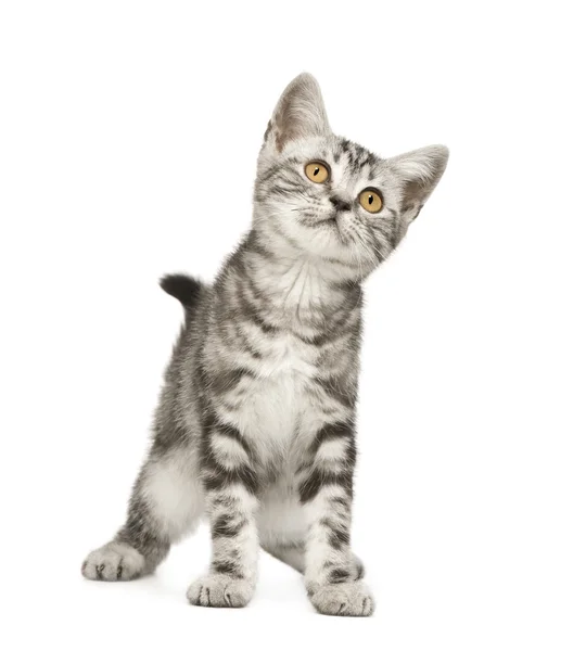 Gato siberiano (12 semanas ) — Fotografia de Stock