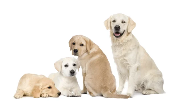 Groep van labradors en gouden retriever zit op witte achtergrond — Stockfoto