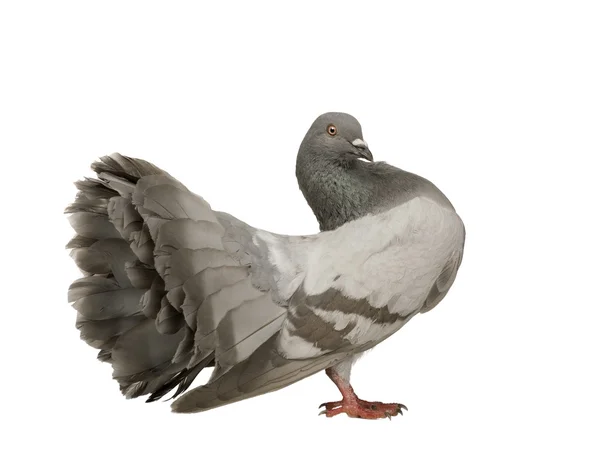 Pigeon Rock - columba livia — Zdjęcie stockowe