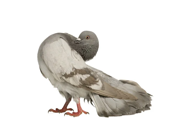 นกพิราบหิน Columba livia — ภาพถ่ายสต็อก