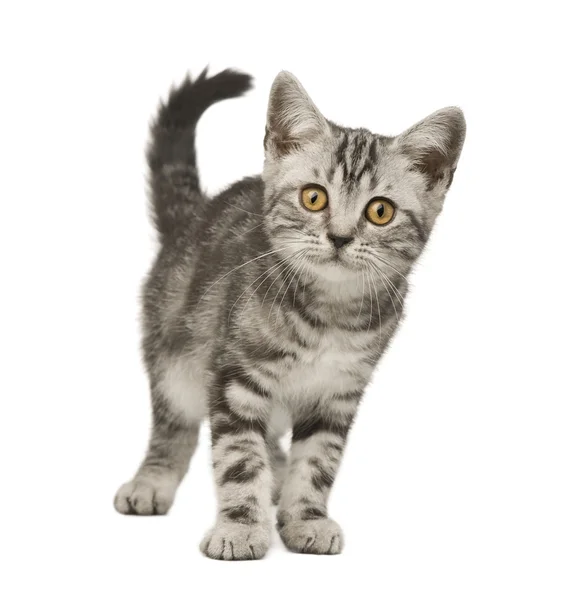 Сибірський кіт (12 тижнів) — стокове фото