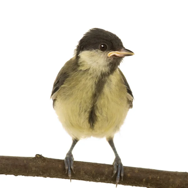 Great Tit - Parus major (6 semanas ) — Fotografia de Stock