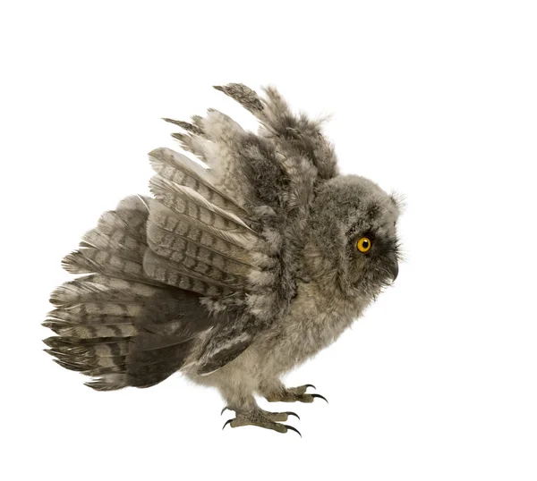 Long-ear Owl - Asio otus (7 weeks ) — стоковое фото