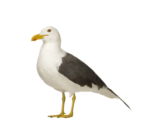 Herring Gull - Larus argentatus (3 years) — Stock Photo, Image