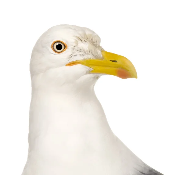 Herring Gull - Larus argentatus (3 anos ) — Fotografia de Stock