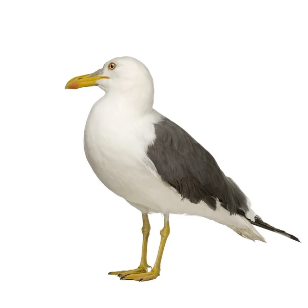 Herring Gull - Larus argentatus (3 anos ) — Fotografia de Stock
