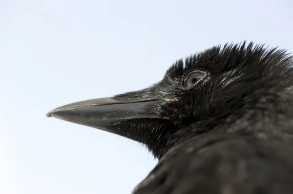 Young Carrion Crow - Corvus corone (4 месяца ) — стоковое фото