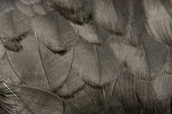 黒い羽 — ストック写真