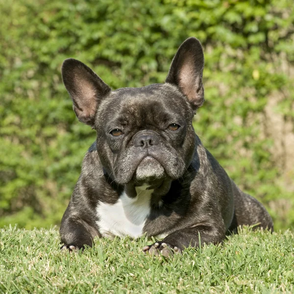 Franse bulldog () — Stockfoto