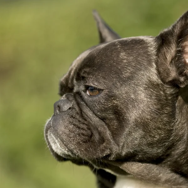 Francia bulldog () — Stock Fotó