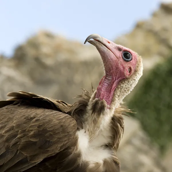 Kalkoengier - cathartes aura — Stockfoto