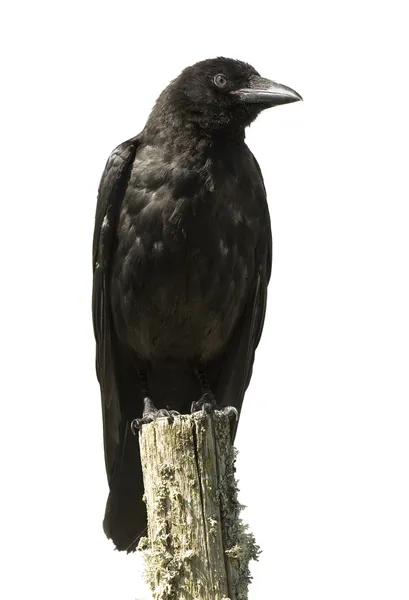 年轻吃腐肉的乌鸦-乌鸦 (4 个月) — 图库照片