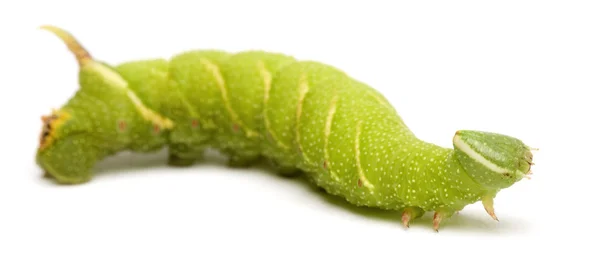 Lime Hawk-moth гусениця - Mym tiliae — стокове фото