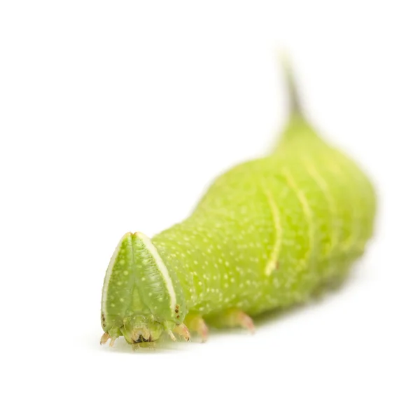 stock image Lime Hawk-moth caterpillar - Mimas tiliae